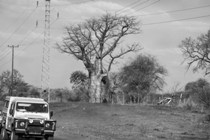 White Land Rover driving by a big baobab tree in Botswana