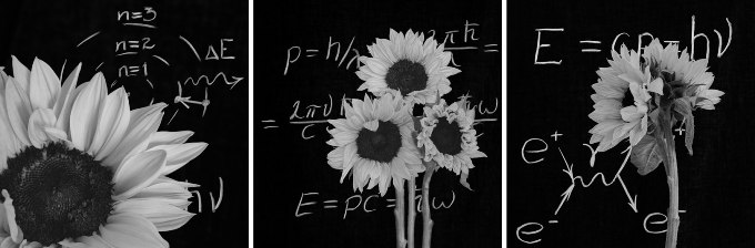Sunflowers in front of phisics equations on the blackboard
